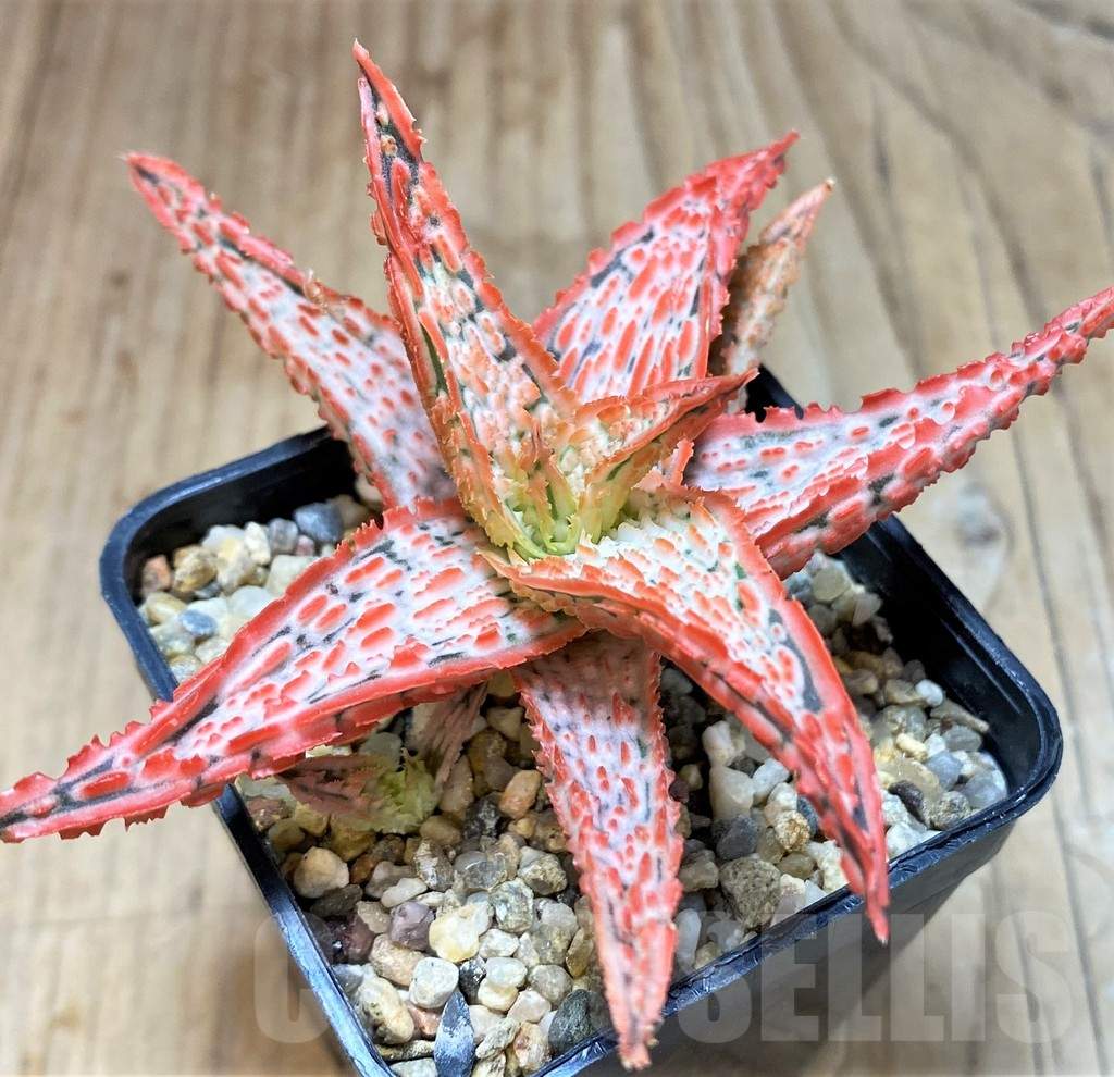 SH3256 Aloe TCT hybrid