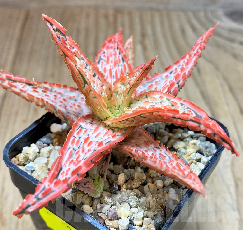 SH3256 Aloe TCT hybrid - Image 2