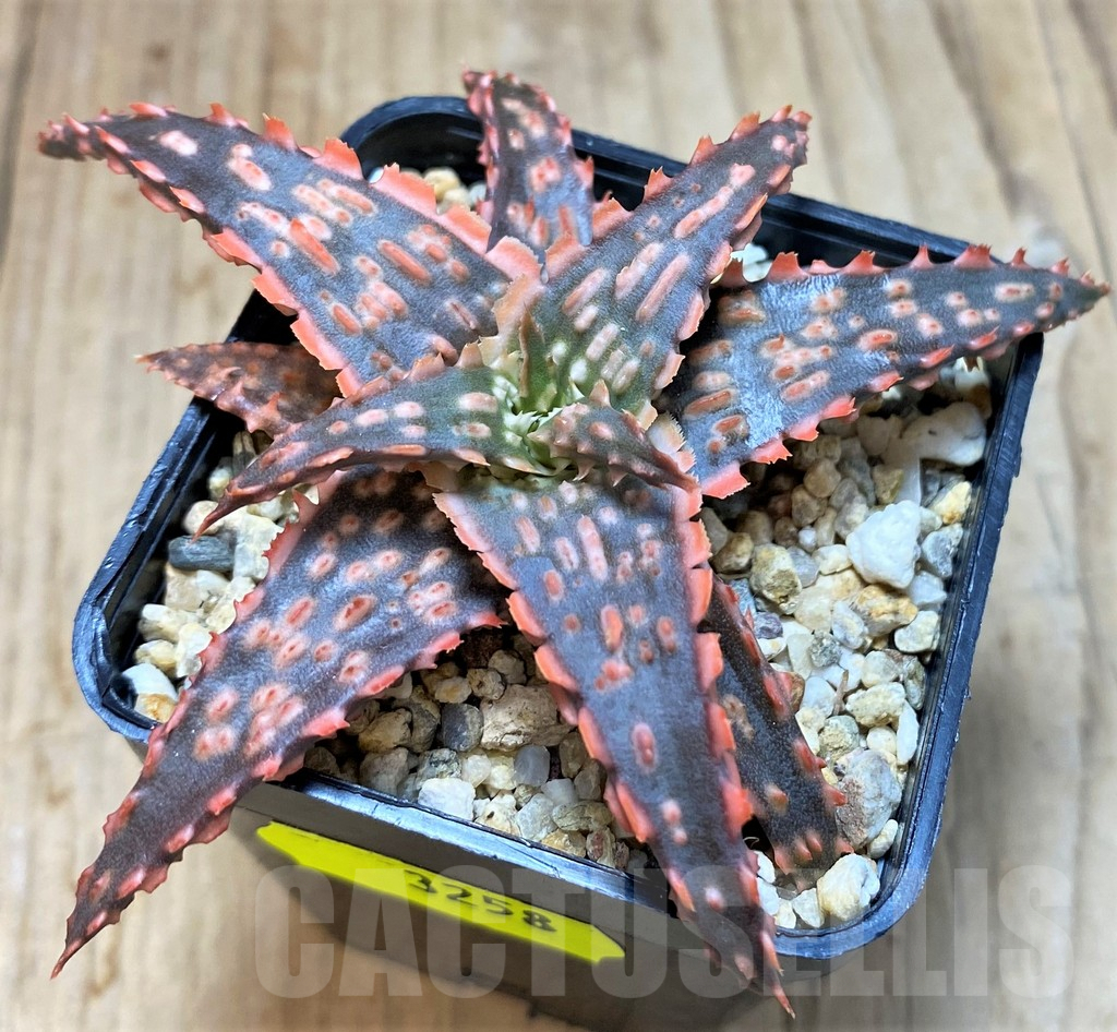 SH3258 Aloe TCT hybrid - Image 2