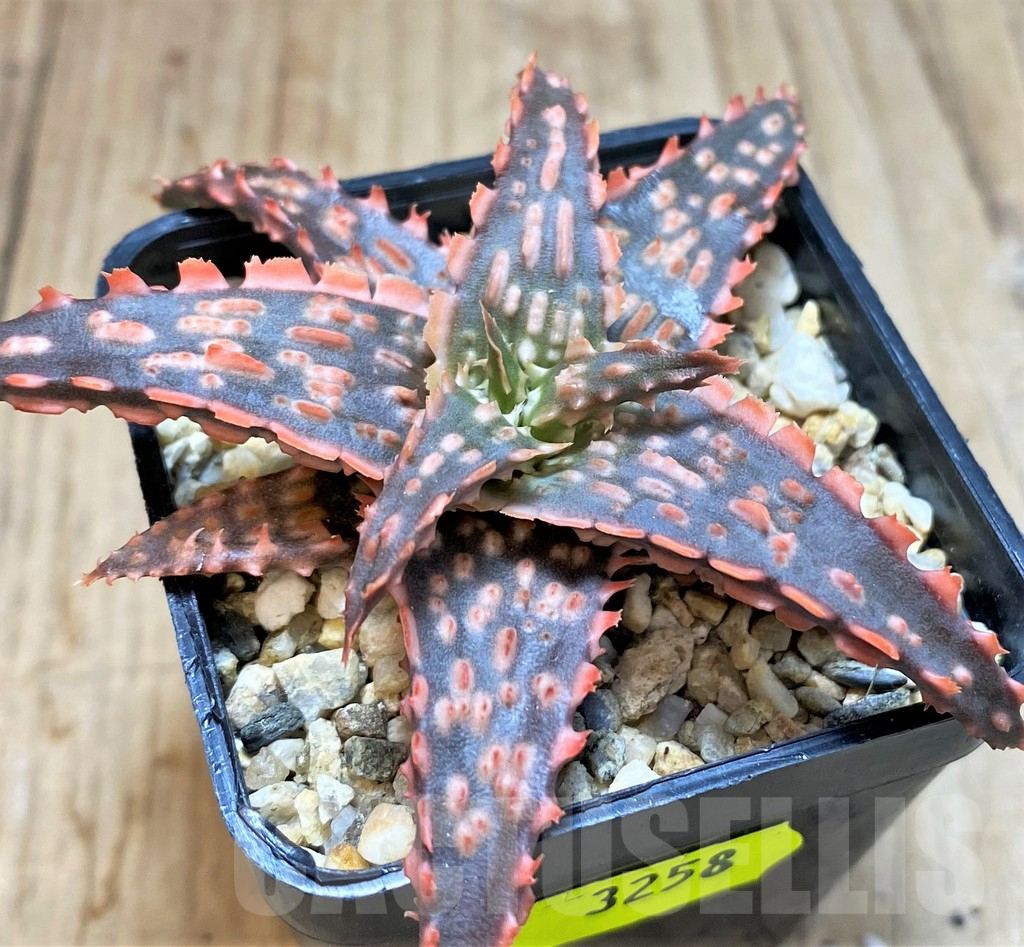 SH3258 Aloe TCT hybrid