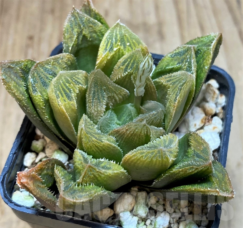 SH3267 Haworthia turgida hybrid - Image 3