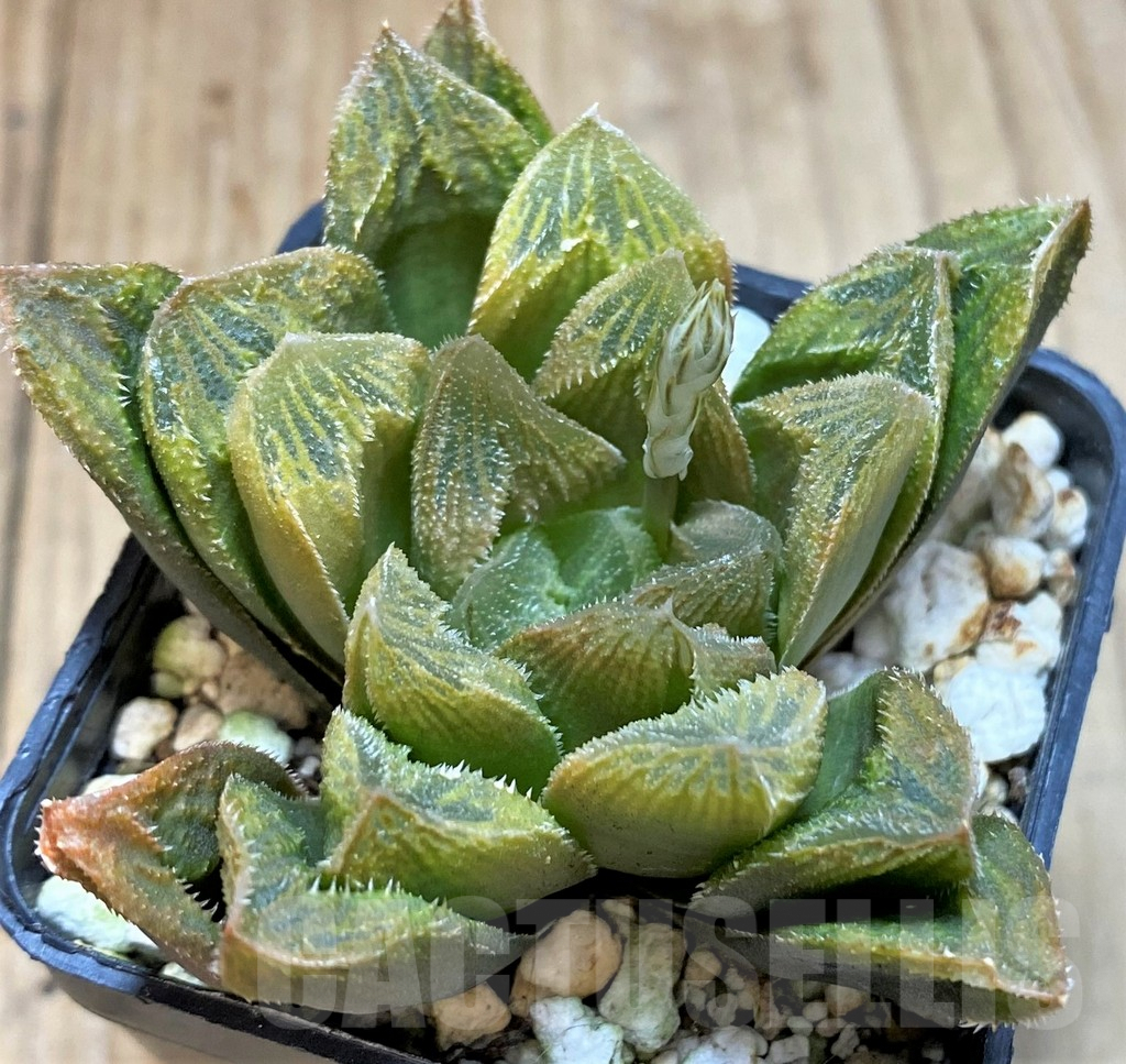 SH3267 Haworthia turgida hybrid - Image 2