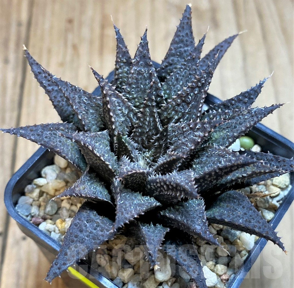SH3269 Haworthia wimii x koelmaniorum - Image 2