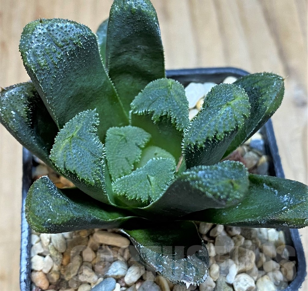 SH3271 Haworthia maughanii x cooperi v. venusta - Image 2