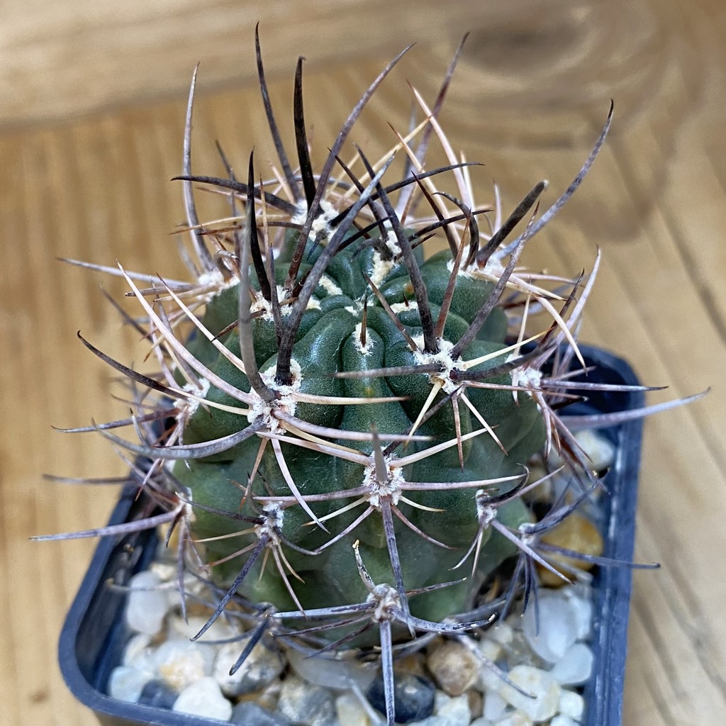 DP28331 Pyrrhocactus strausianus JPR 79/177