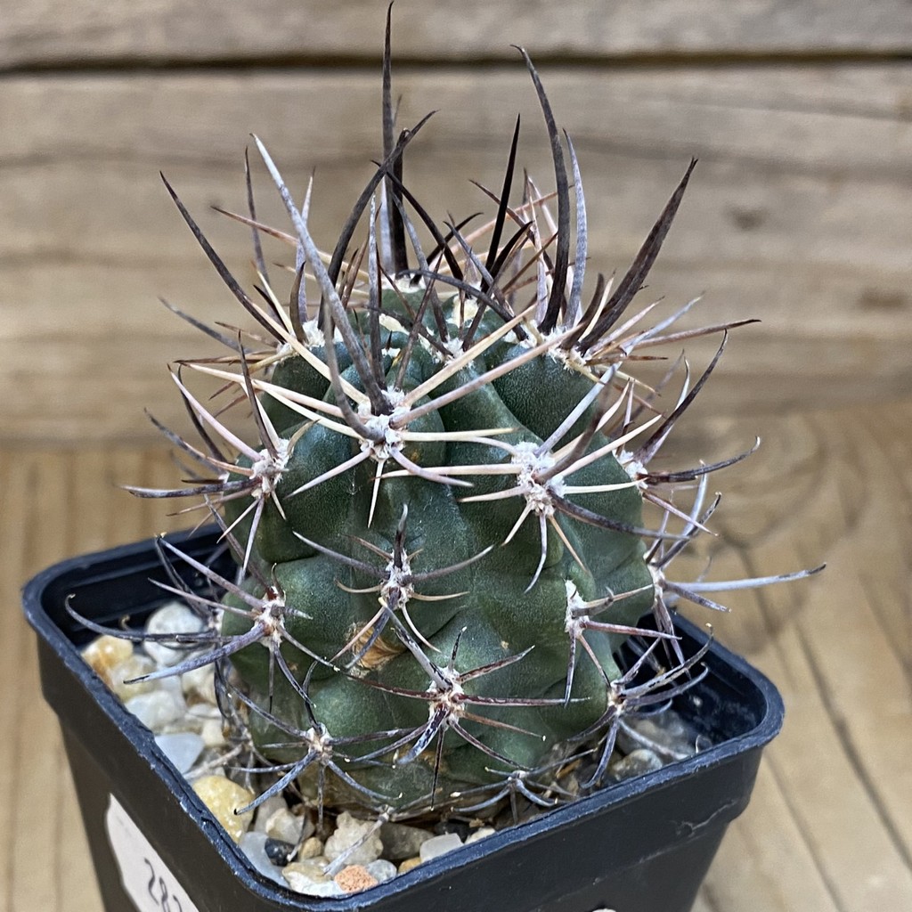 DP28331 Pyrrhocactus strausianus JPR 79/177 - Image 2