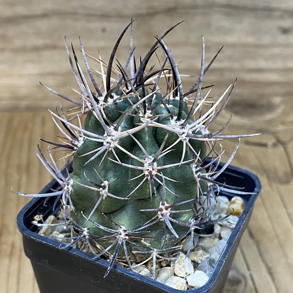DP28331 Pyrrhocactus strausianus JPR 79/177 - Image 3