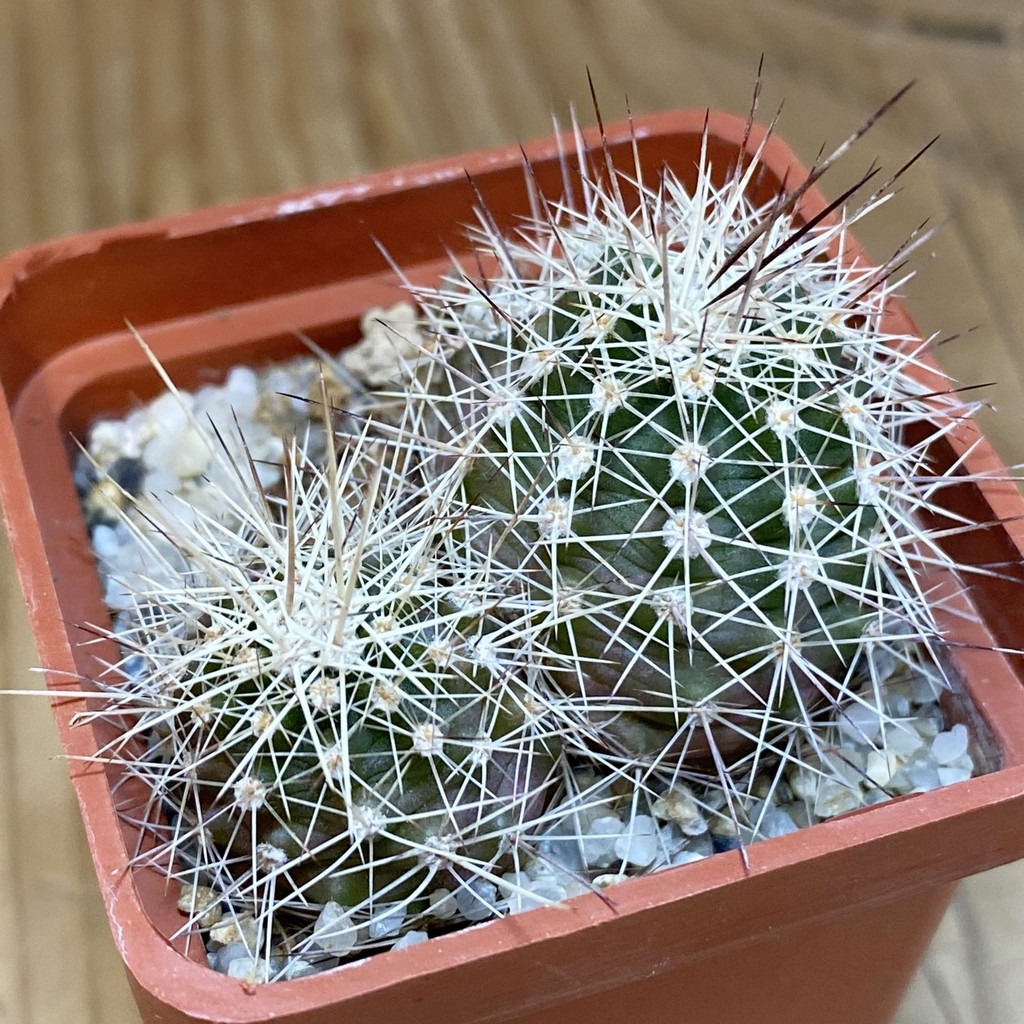 DP28334 Echinocereus engelmannii