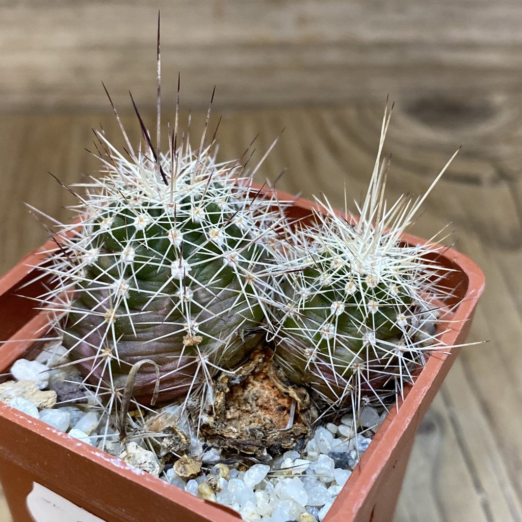 DP28334 Echinocereus engelmannii - Image 2