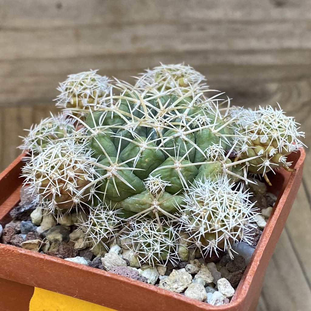 DP28336 Coryphantha sulcolanata - Image 2