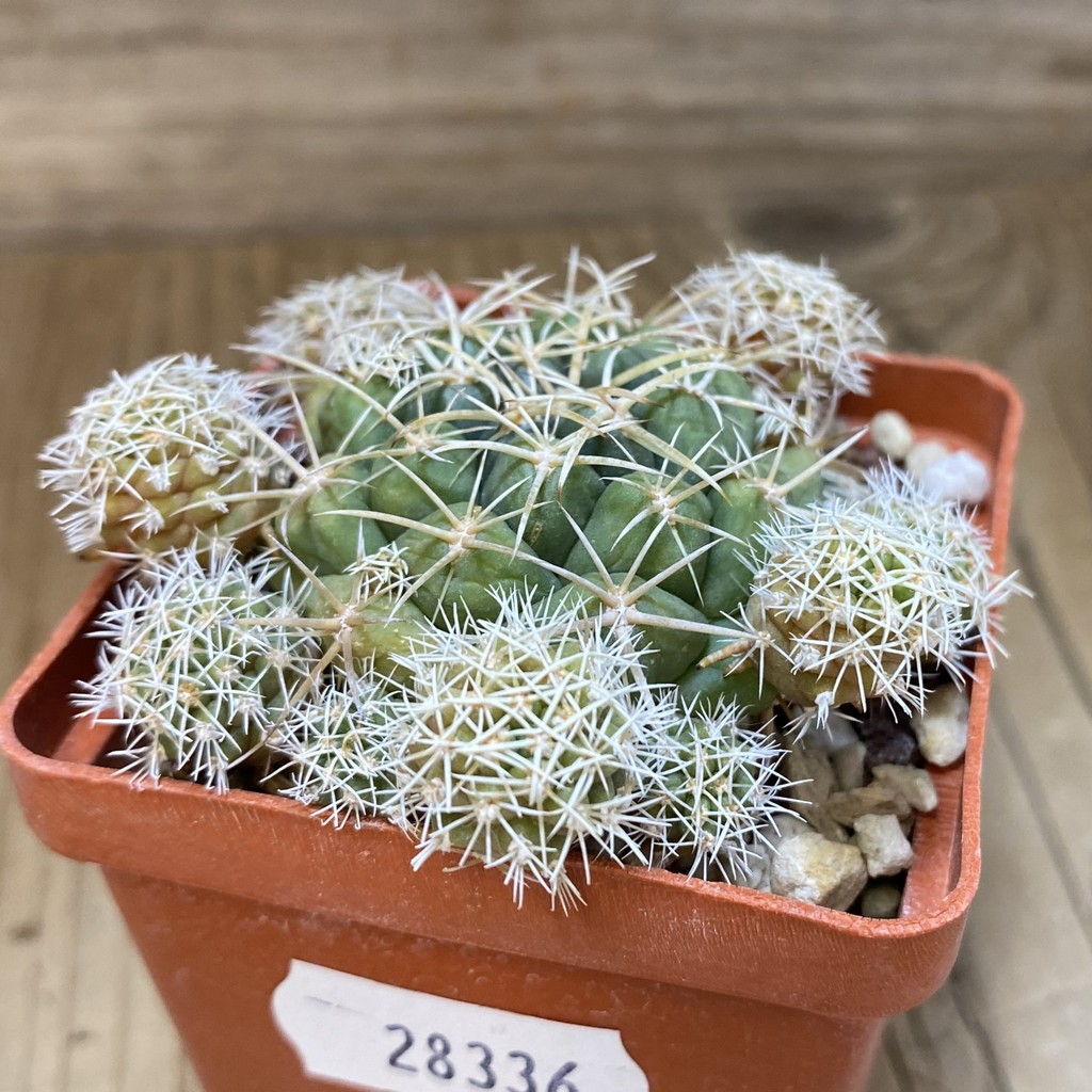 DP28336 Coryphantha sulcolanata - Image 3