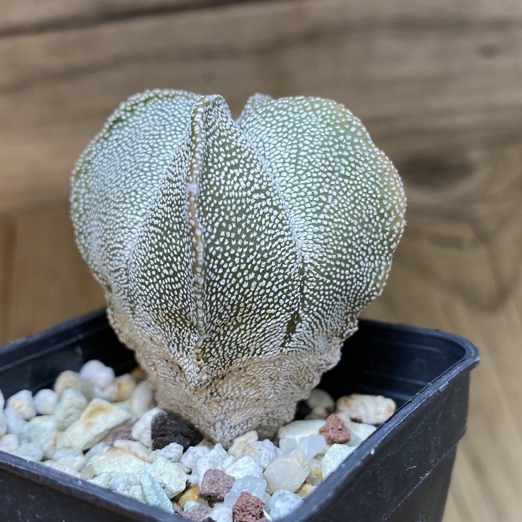DP28306 Astrophytum myriostigma v. quadricostatum - Image 2