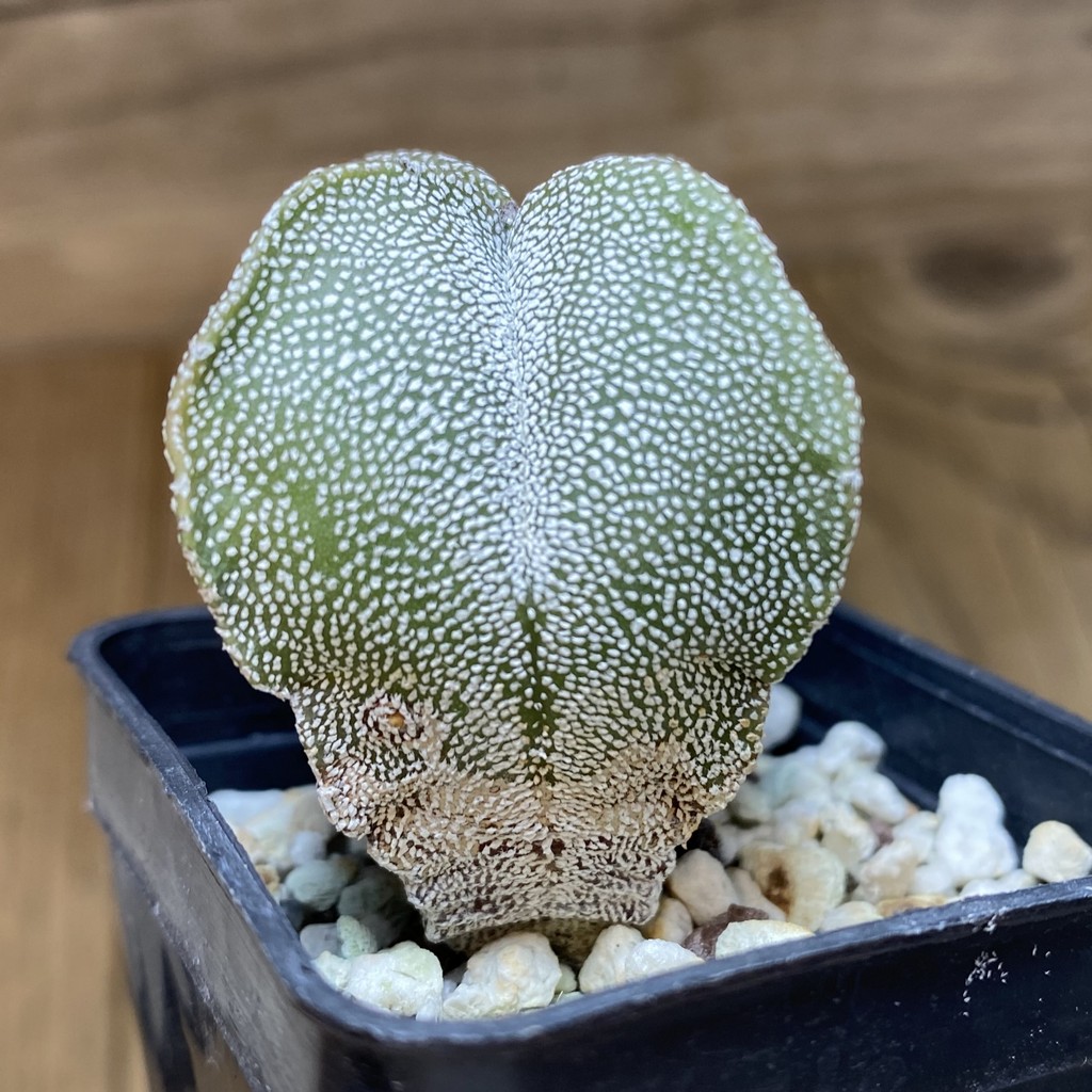 DP28306 Astrophytum myriostigma v. quadricostatum - Image 3