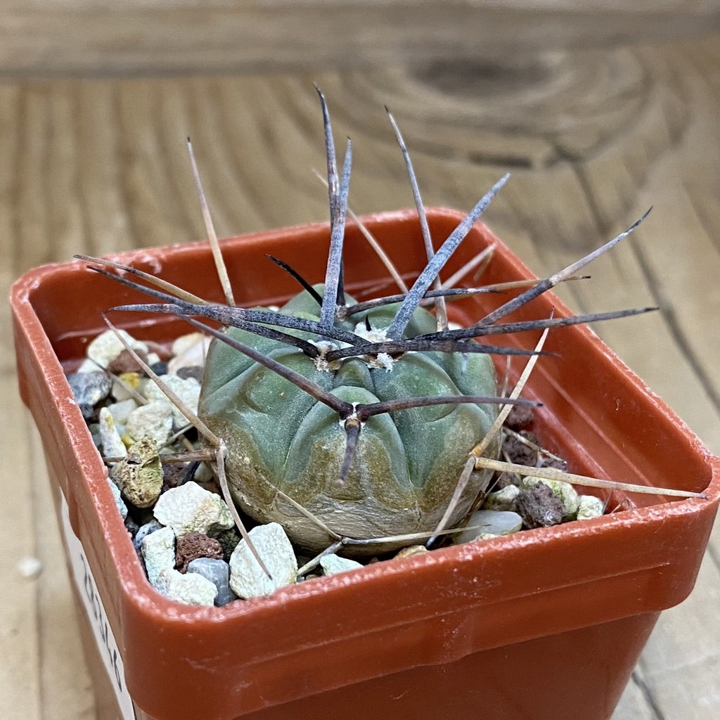 DP28346 Gymnocalycium cardenasianum LF 597 - Image 2