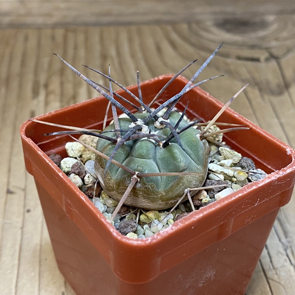 DP28346 Gymnocalycium cardenasianum LF 597 - Image 3