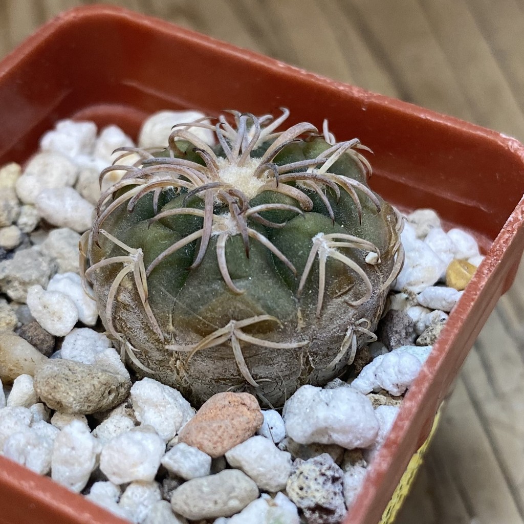 DP28348 Gymnocalycium spegazzinii v. punillense JPR 170/524 - Image 2