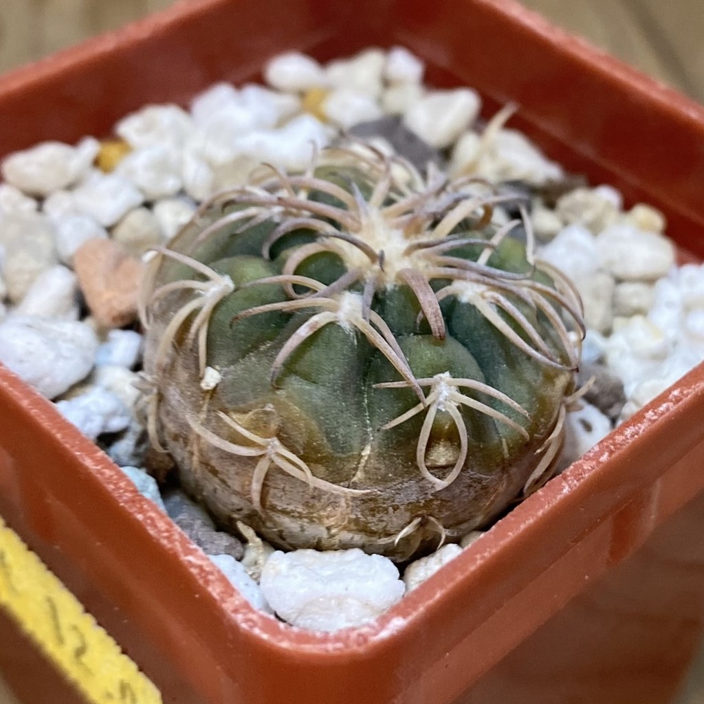 DP28348 Gymnocalycium spegazzinii v. punillense JPR 170/524 - Image 3