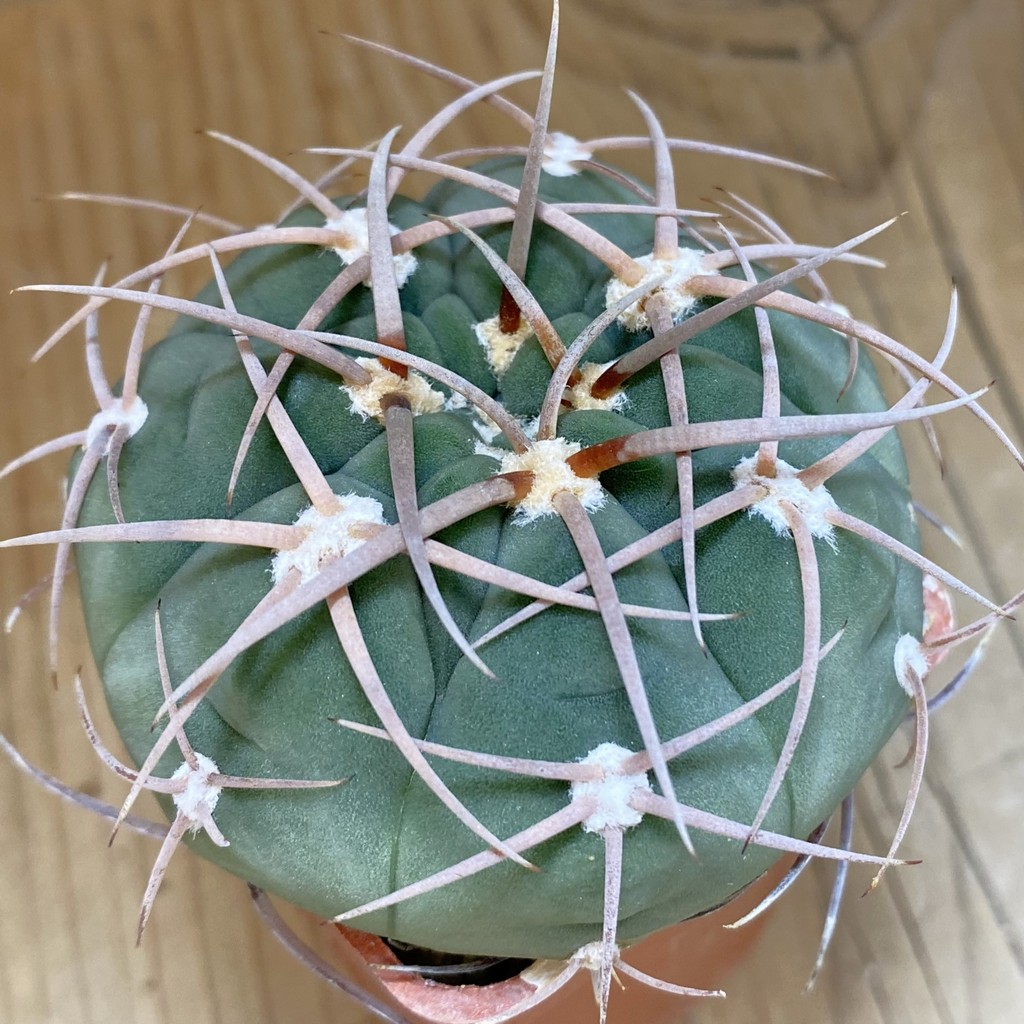 DP28350 Gymnocalycium bayrianum 841/1, 6 years old