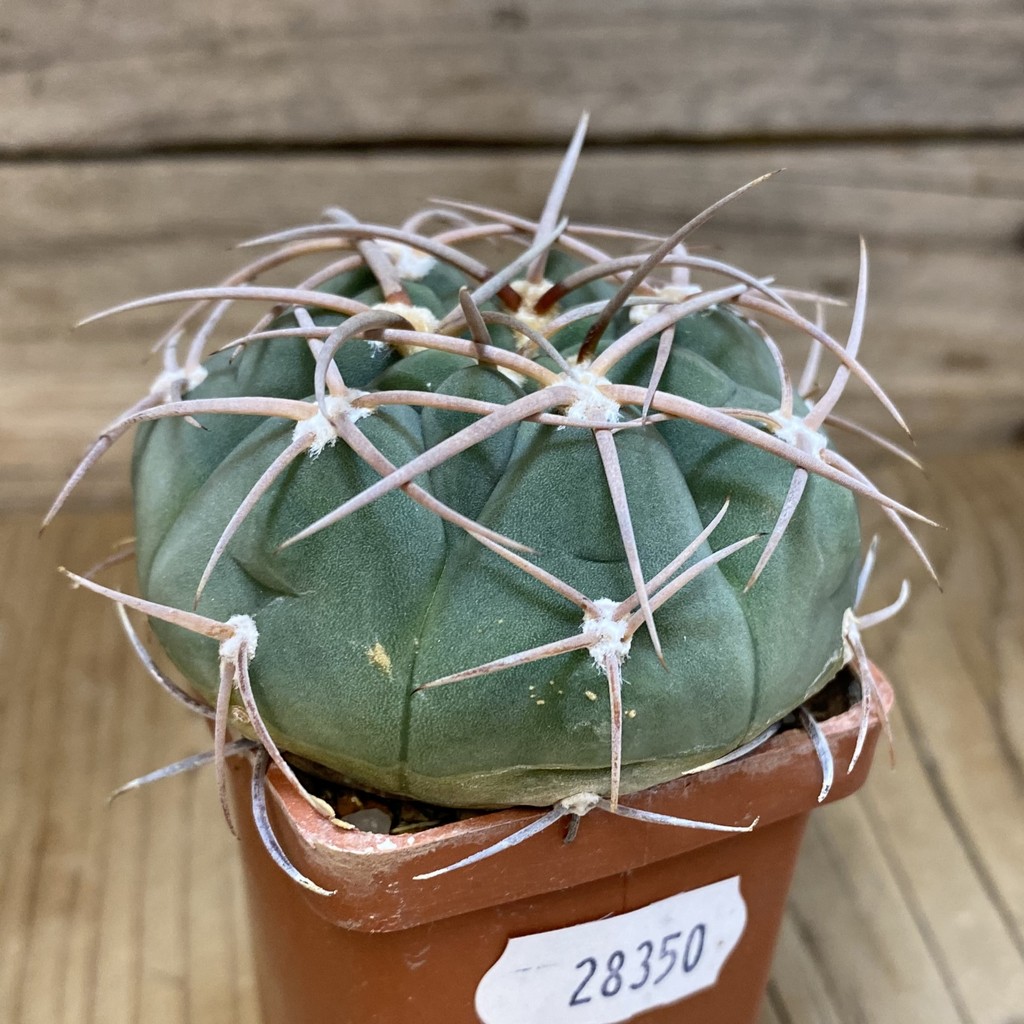 DP28350 Gymnocalycium bayrianum 841/1, 6 years old - Image 2