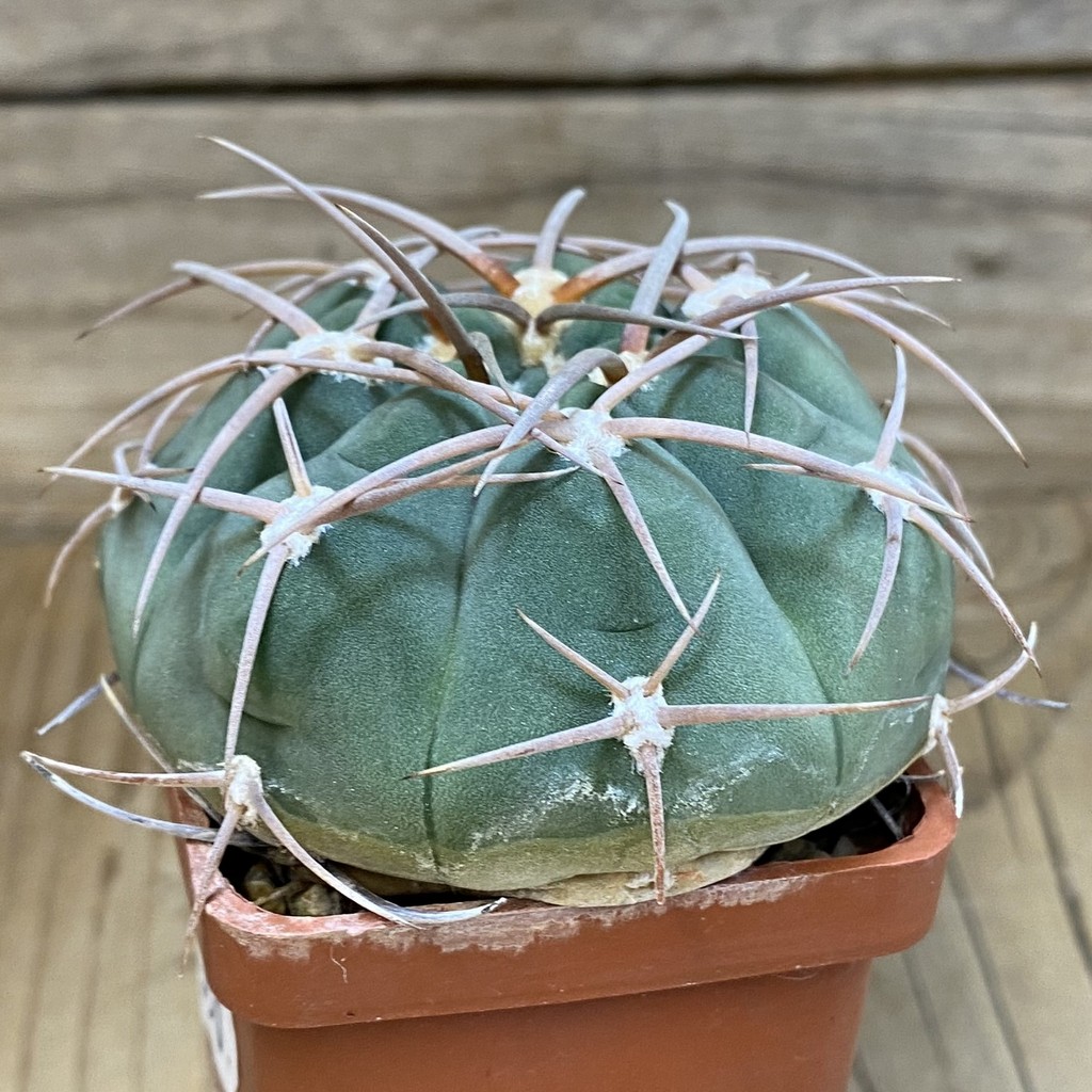 DP28350 Gymnocalycium bayrianum 841/1, 6 years old - Image 3