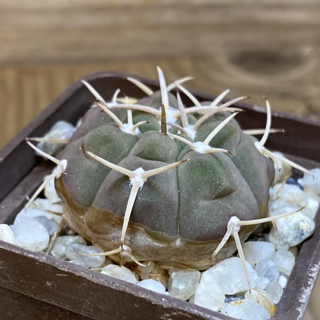 DP28357 Gymnocalycium bayrianum - Image 2