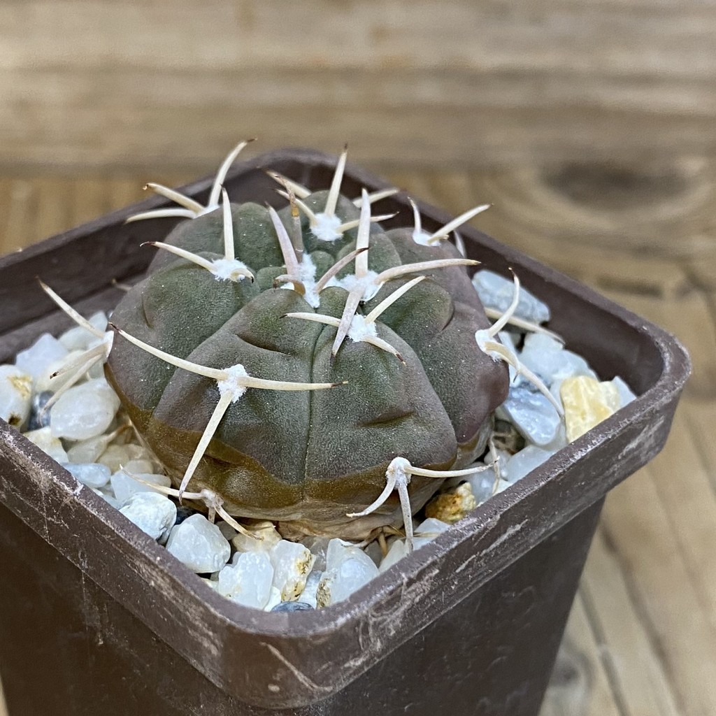 DP28357 Gymnocalycium bayrianum - Image 3