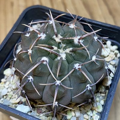 DP28361 Gymnocalycium vatteri