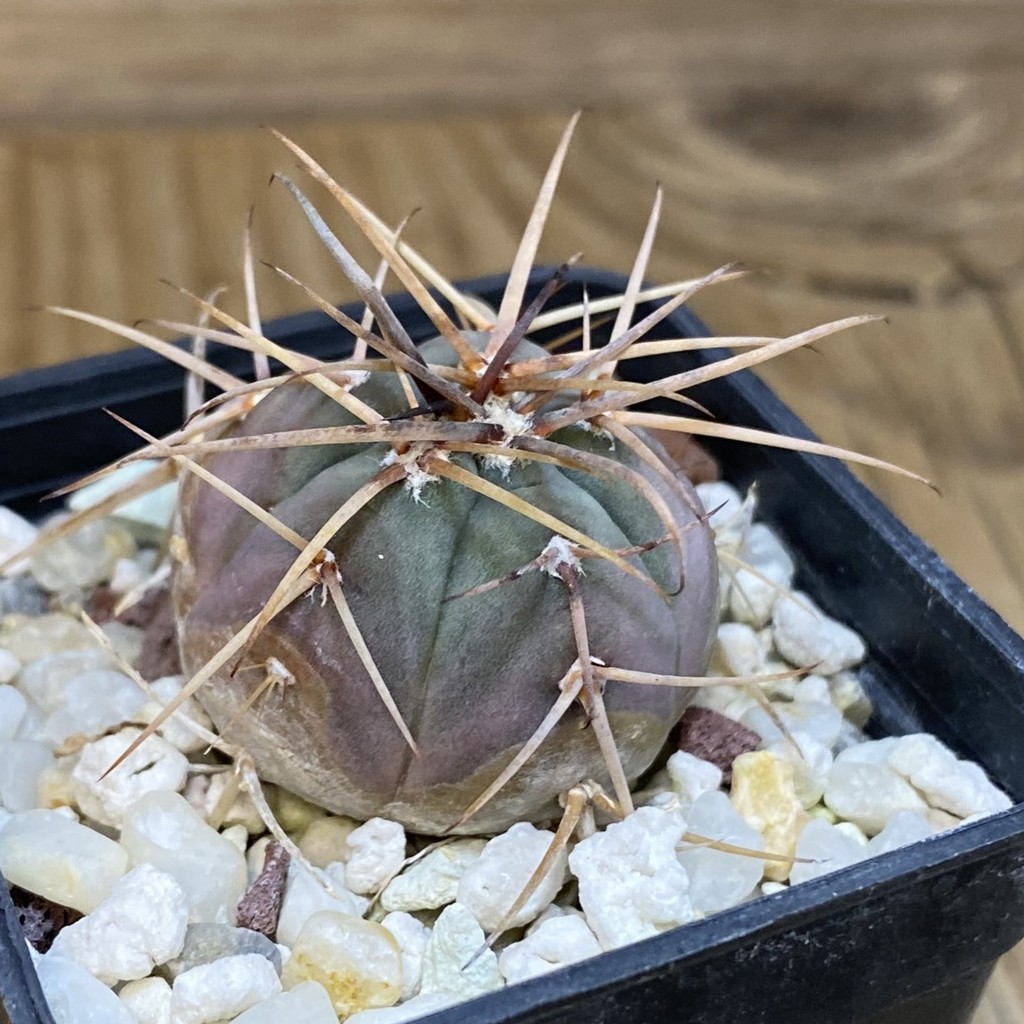 DP28362 Gymnocalycium cardenasianum - Image 2