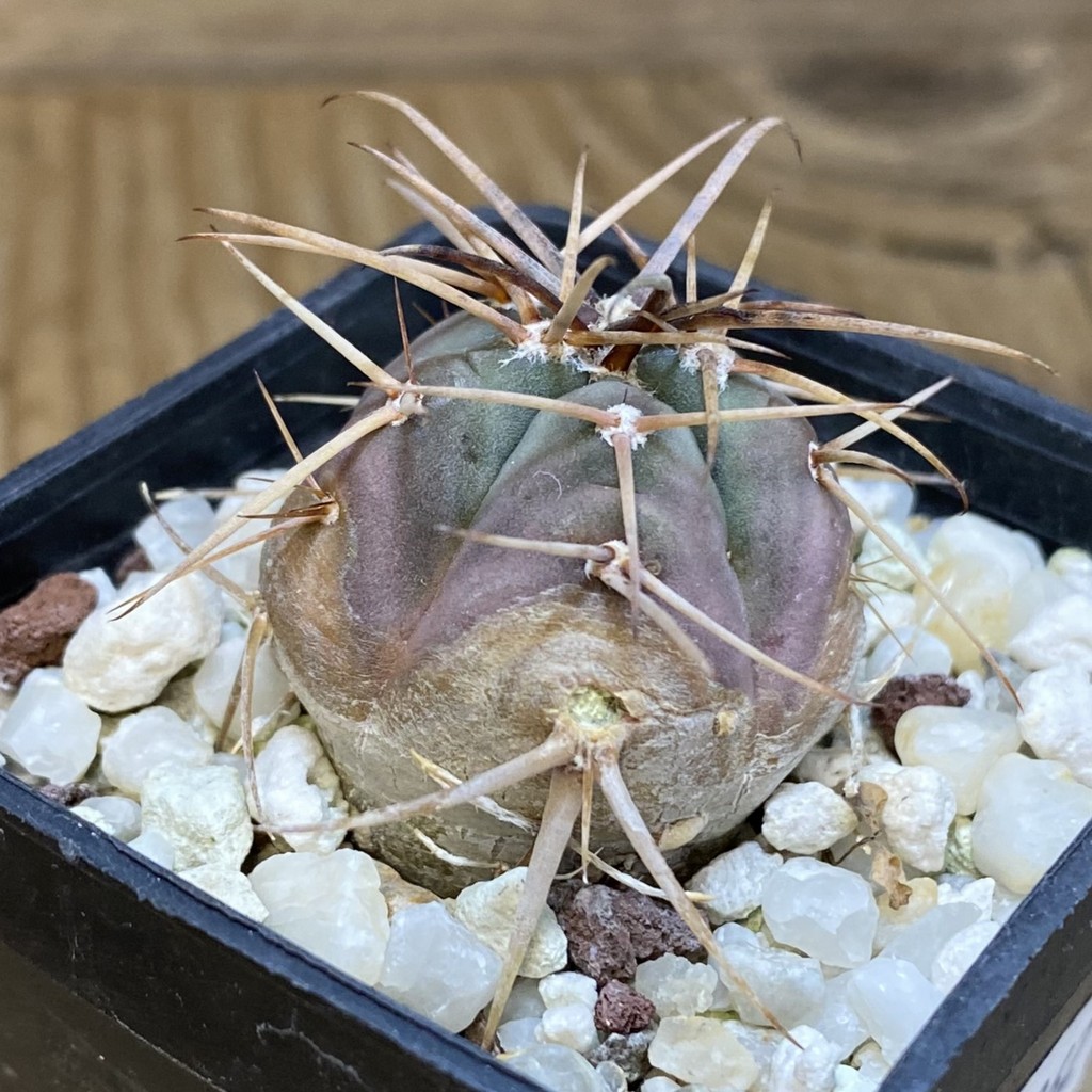 DP28362 Gymnocalycium cardenasianum - Image 3