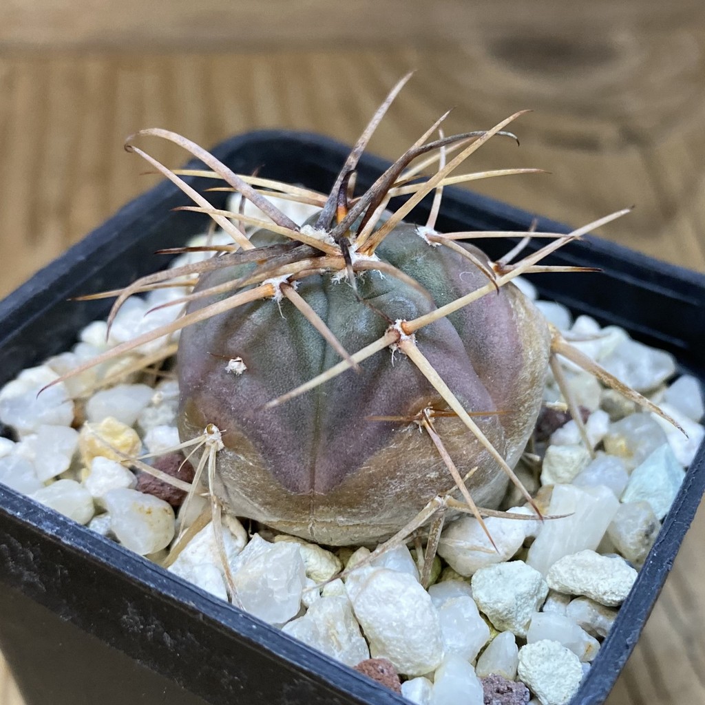 DP28362 Gymnocalycium cardenasianum - Image 4