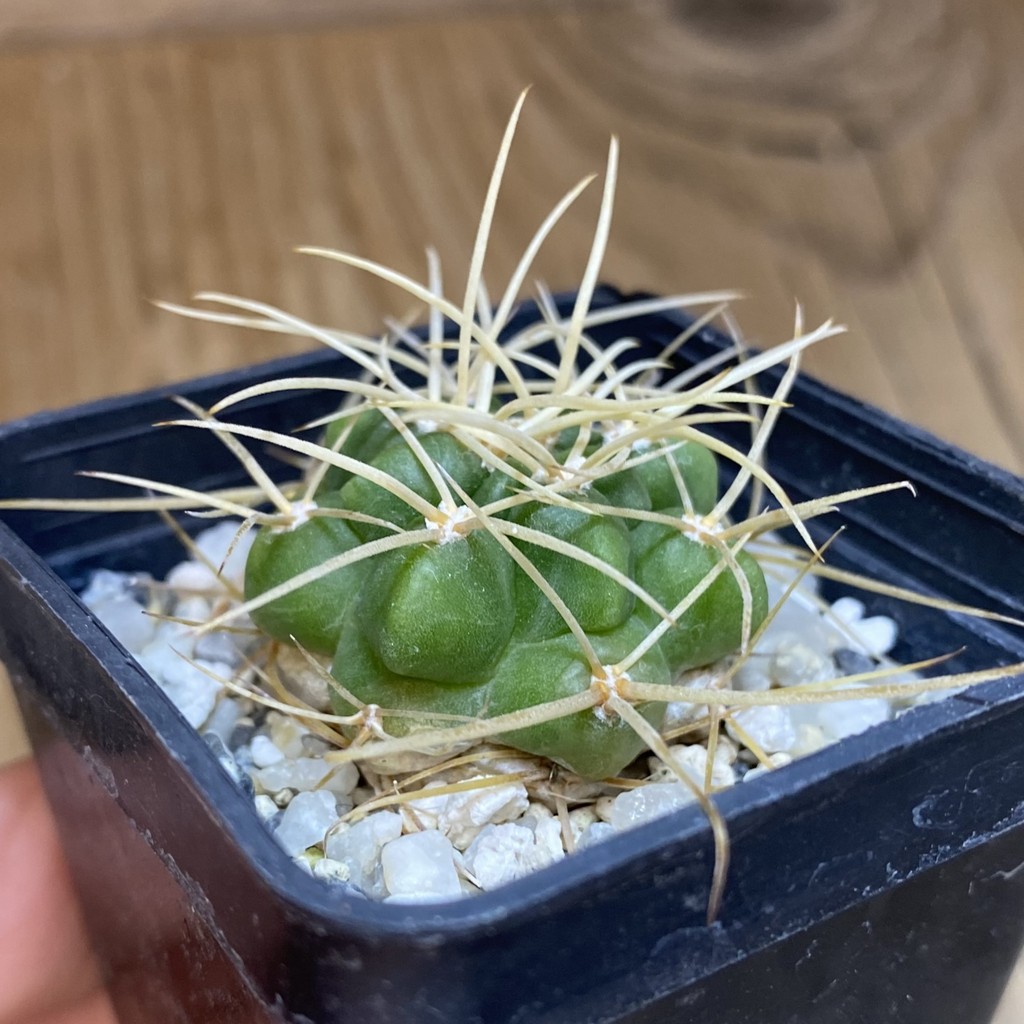 DP28363 Gymnocalycium monvillei v. steineri - Image 2