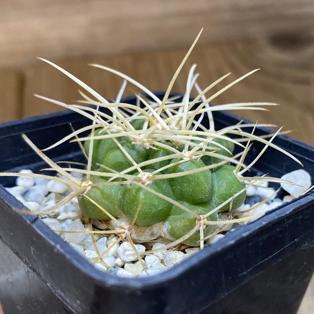 DP28363 Gymnocalycium monvillei v. steineri - Image 3