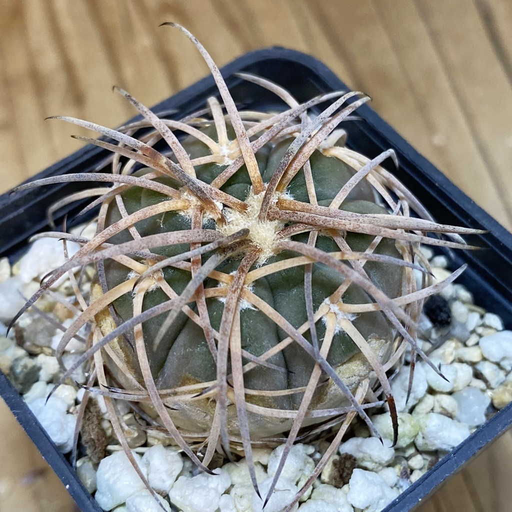 DP28366 Gymnocalycium spegazzinii v. horizonthalonium