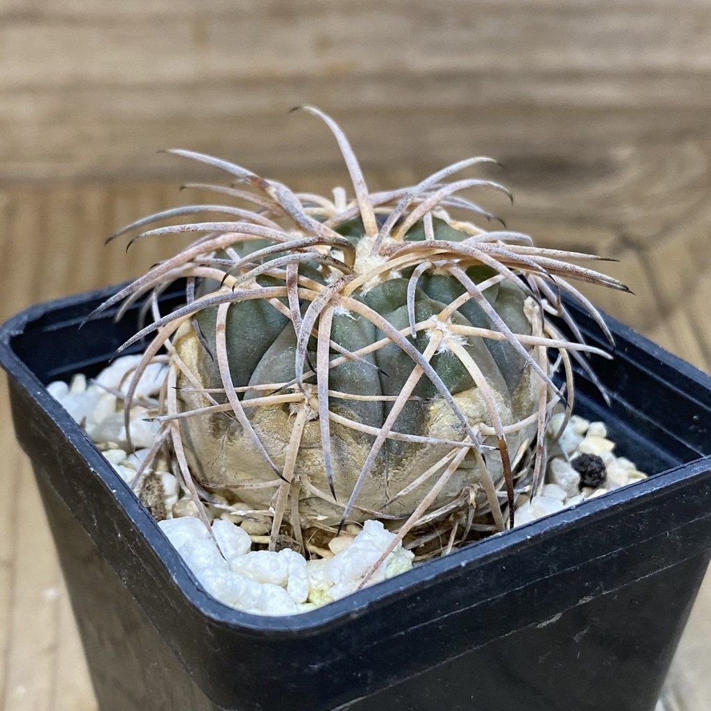 DP28366 Gymnocalycium spegazzinii v. horizonthalonium - Image 2