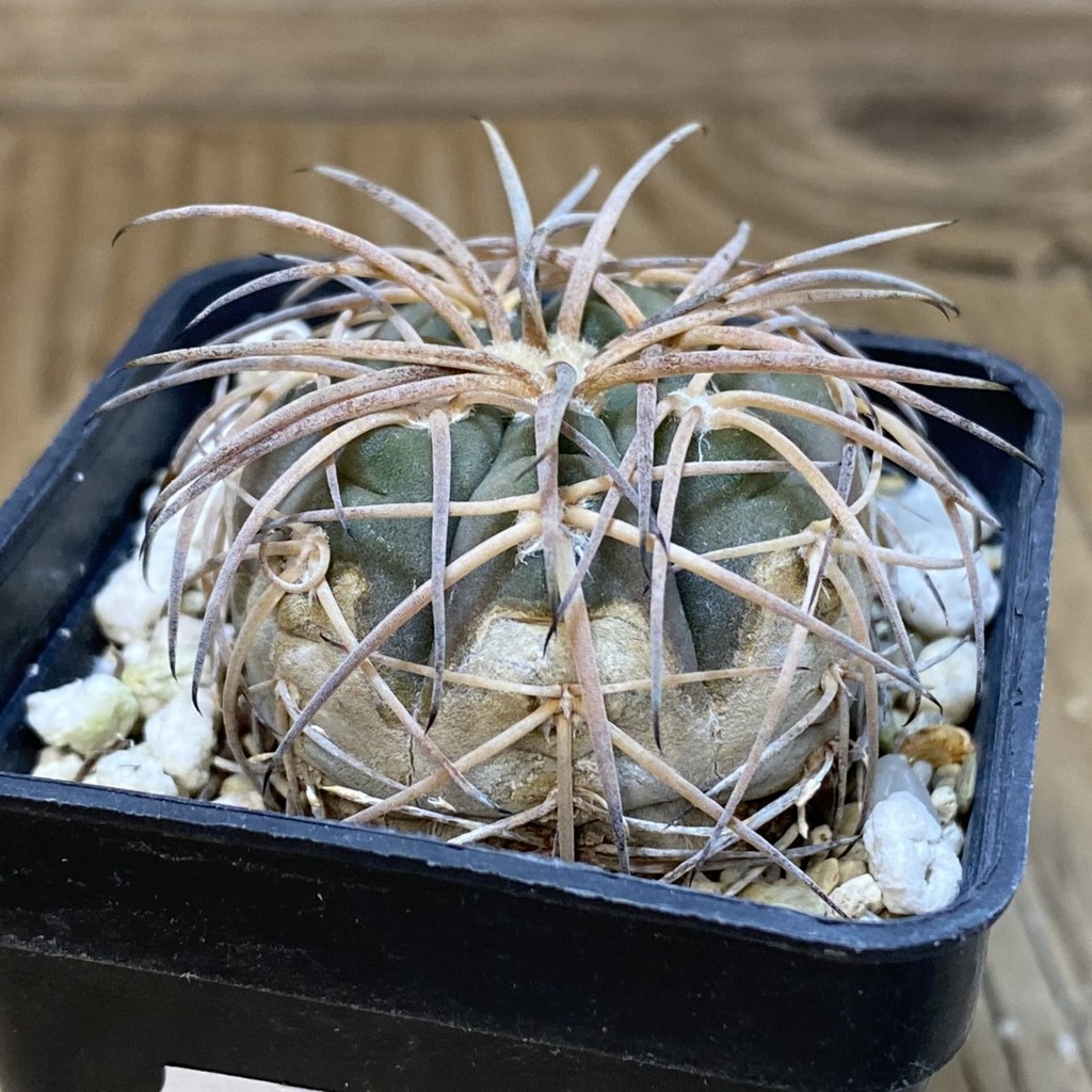 DP28366 Gymnocalycium spegazzinii v. horizonthalonium - Image 3