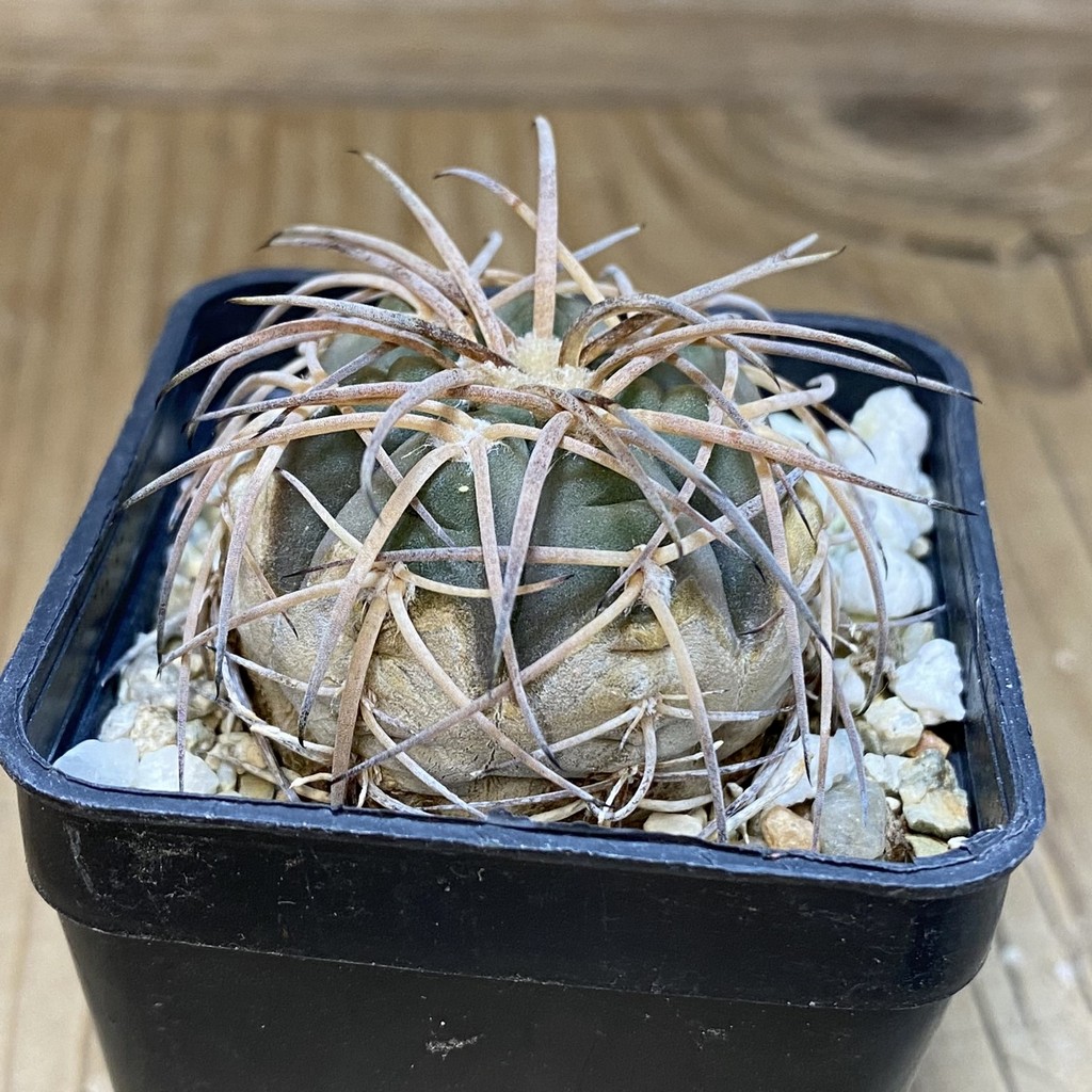 DP28366 Gymnocalycium spegazzinii v. horizonthalonium - Image 4