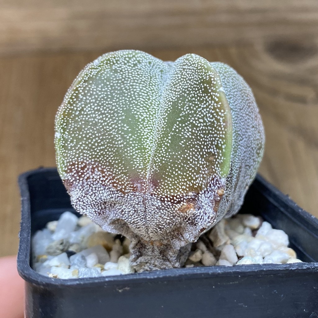 DP28309 Astrophytum myriostigma ‘Onzuka’ v. quadricostatum - Image 2