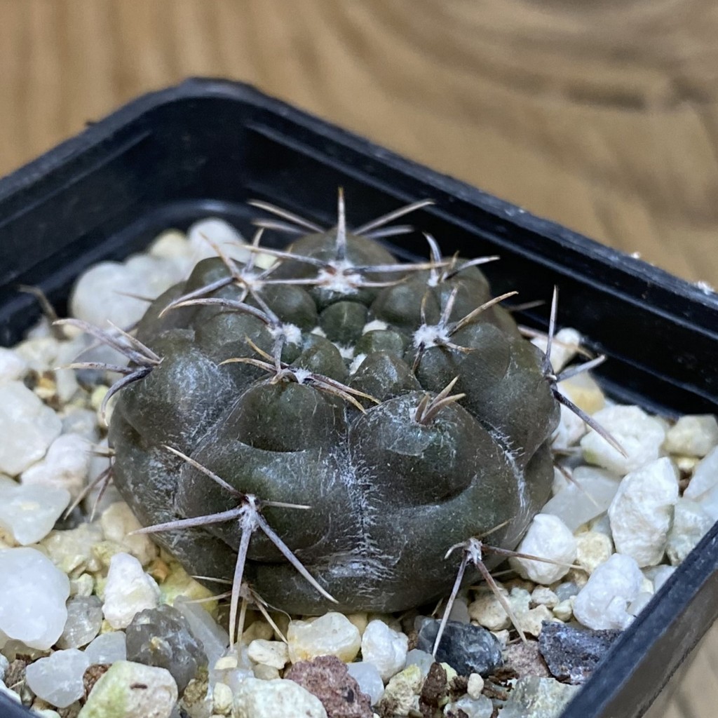 DP28367 Gymnocalycium gibbosum v. chubutense RUS 364 - Image 2