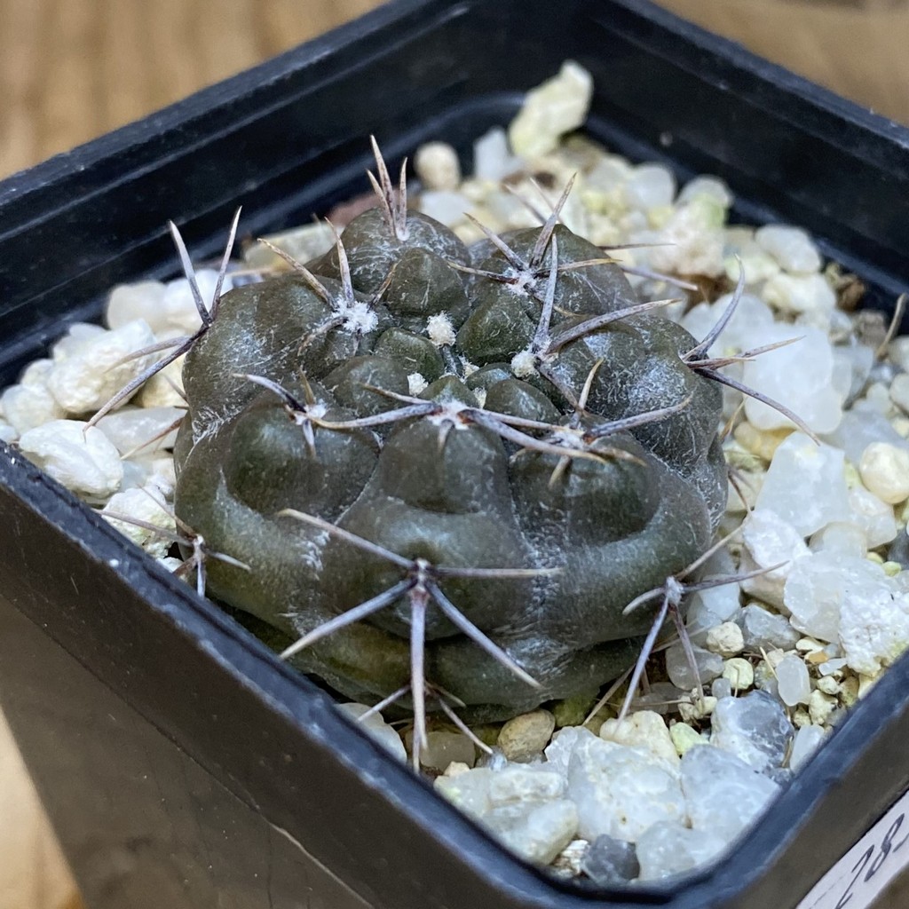 DP28367 Gymnocalycium gibbosum v. chubutense RUS 364 - Image 3