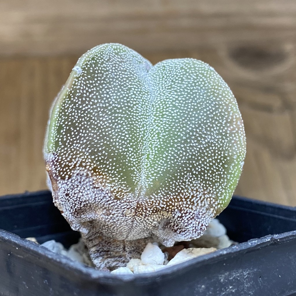 DP28309 Astrophytum myriostigma ‘Onzuka’ v. quadricostatum - Image 3