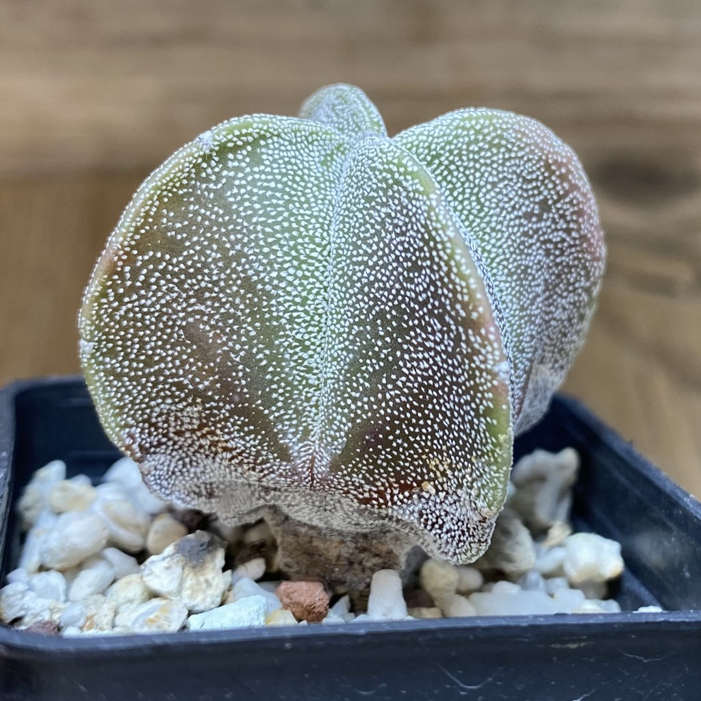 DP28309 Astrophytum myriostigma ‘Onzuka’ v. quadricostatum - Image 4