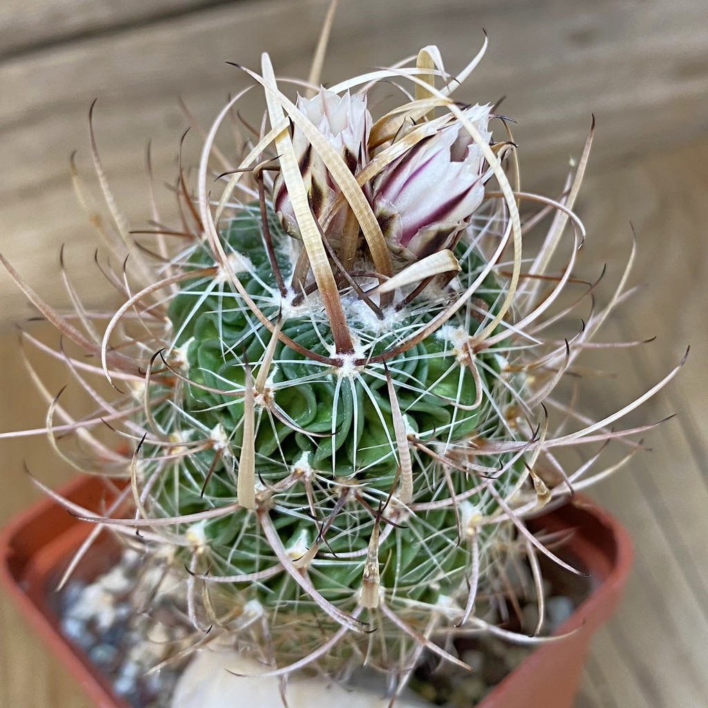 DP28314 Echinofossulocactus lloydii BH 32