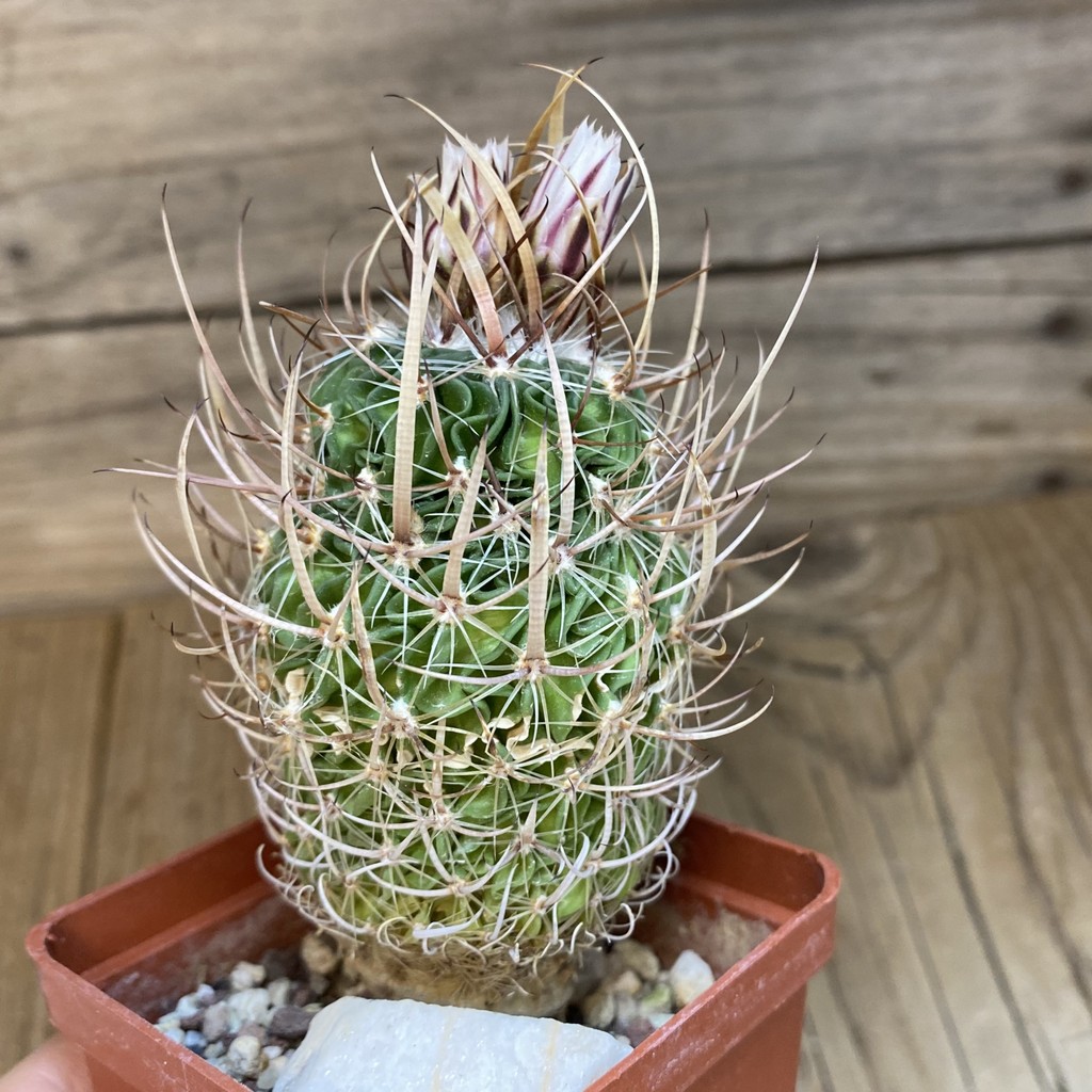 DP28314 Echinofossulocactus lloydii BH 32 - Image 2