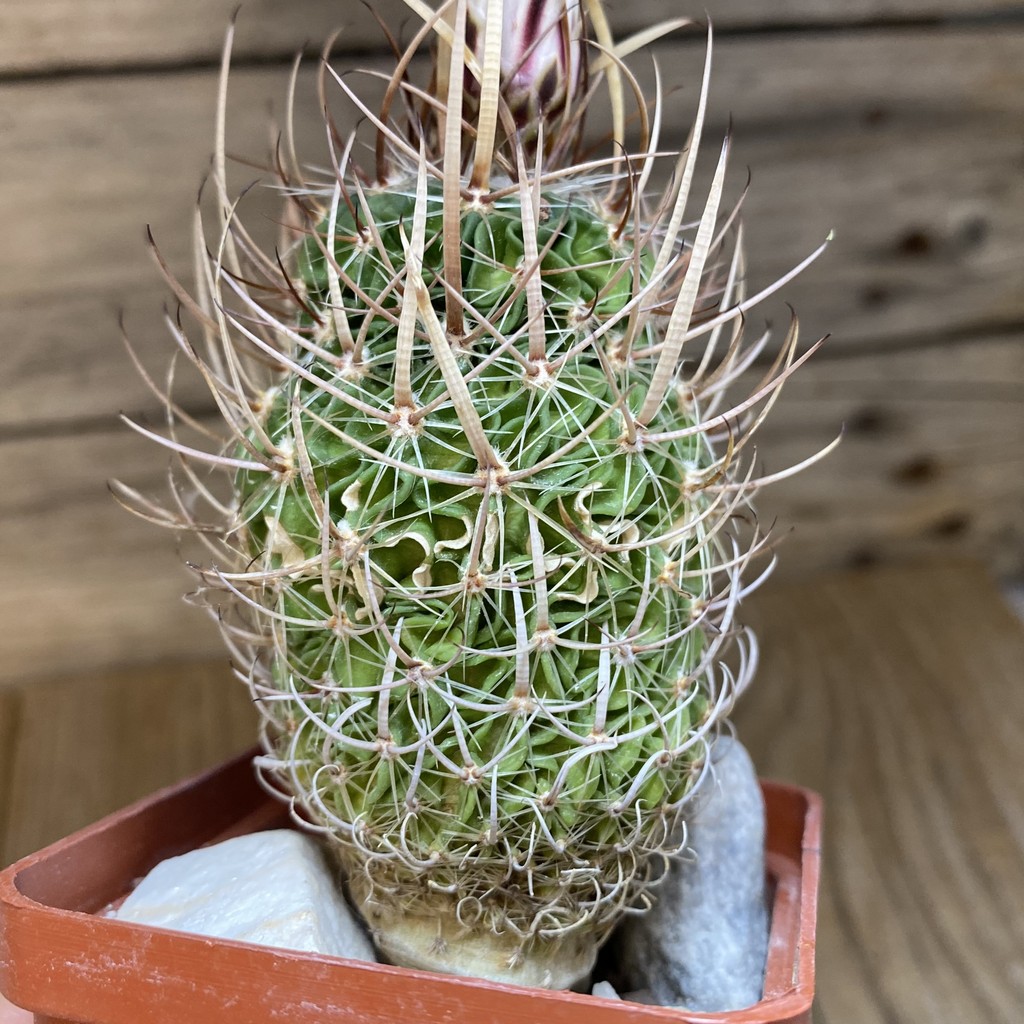 DP28314 Echinofossulocactus lloydii BH 32 - Image 3