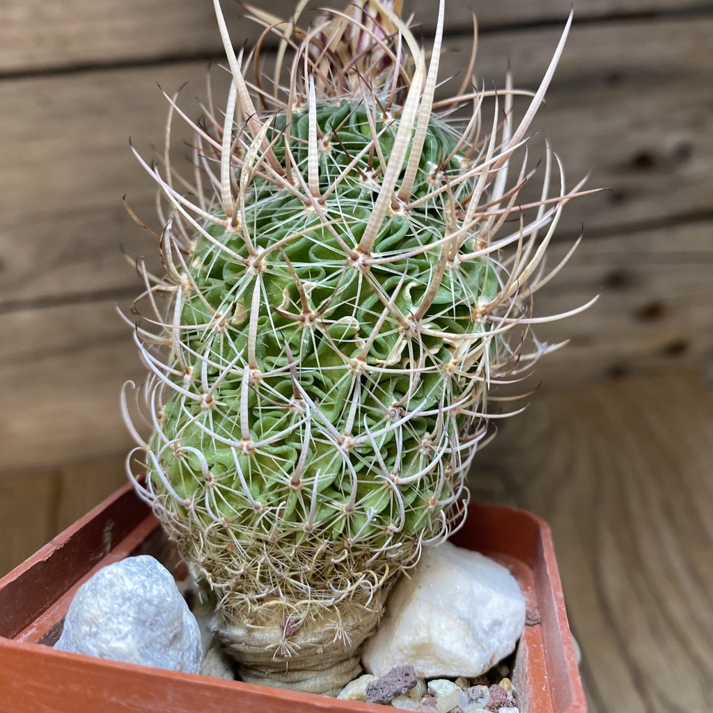 DP28314 Echinofossulocactus lloydii BH 32 - Image 4