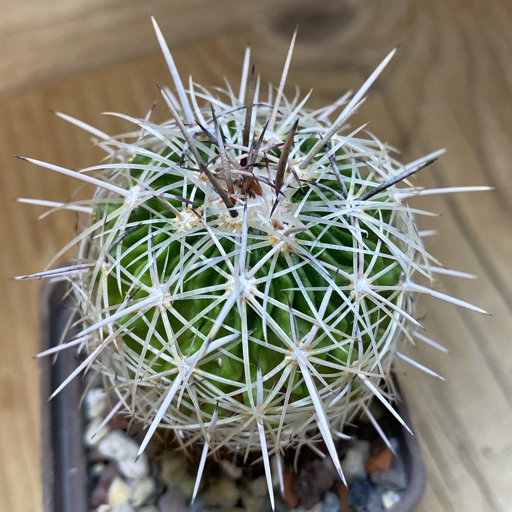 DP28318 Echinofossulocactus zacatecasensis