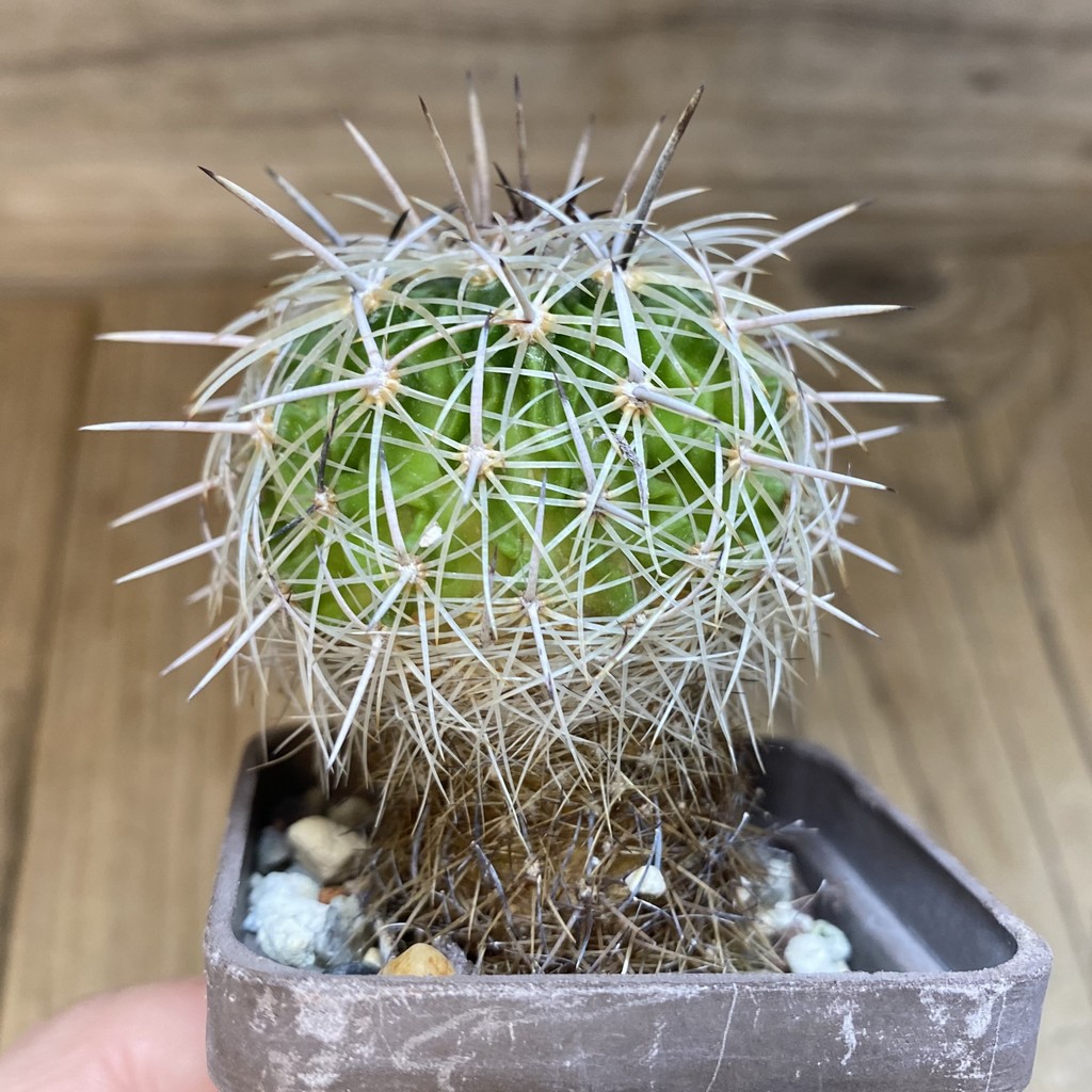 DP28318 Echinofossulocactus zacatecasensis - Image 2