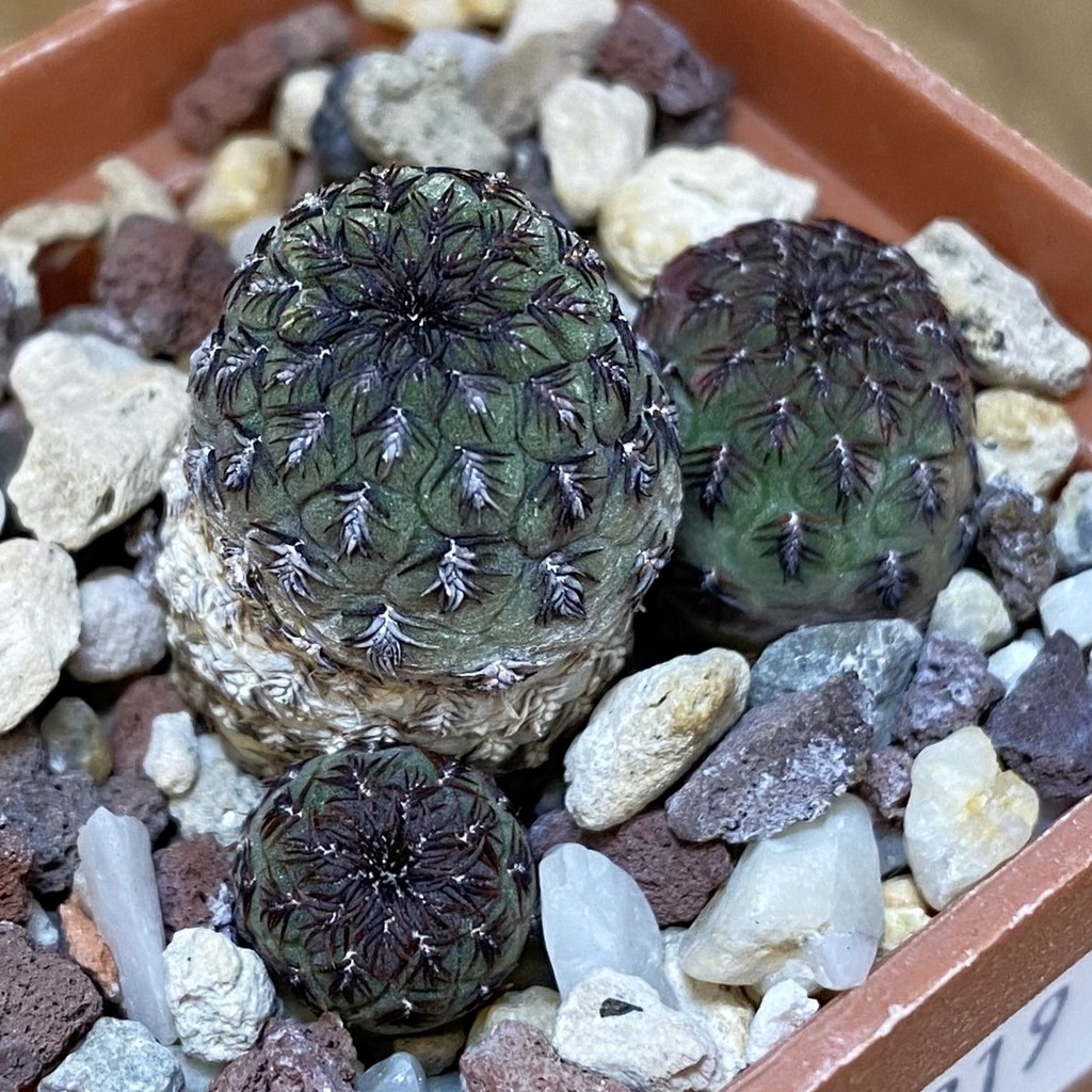 DP28319 Sulcorebutia rauschii WR289
