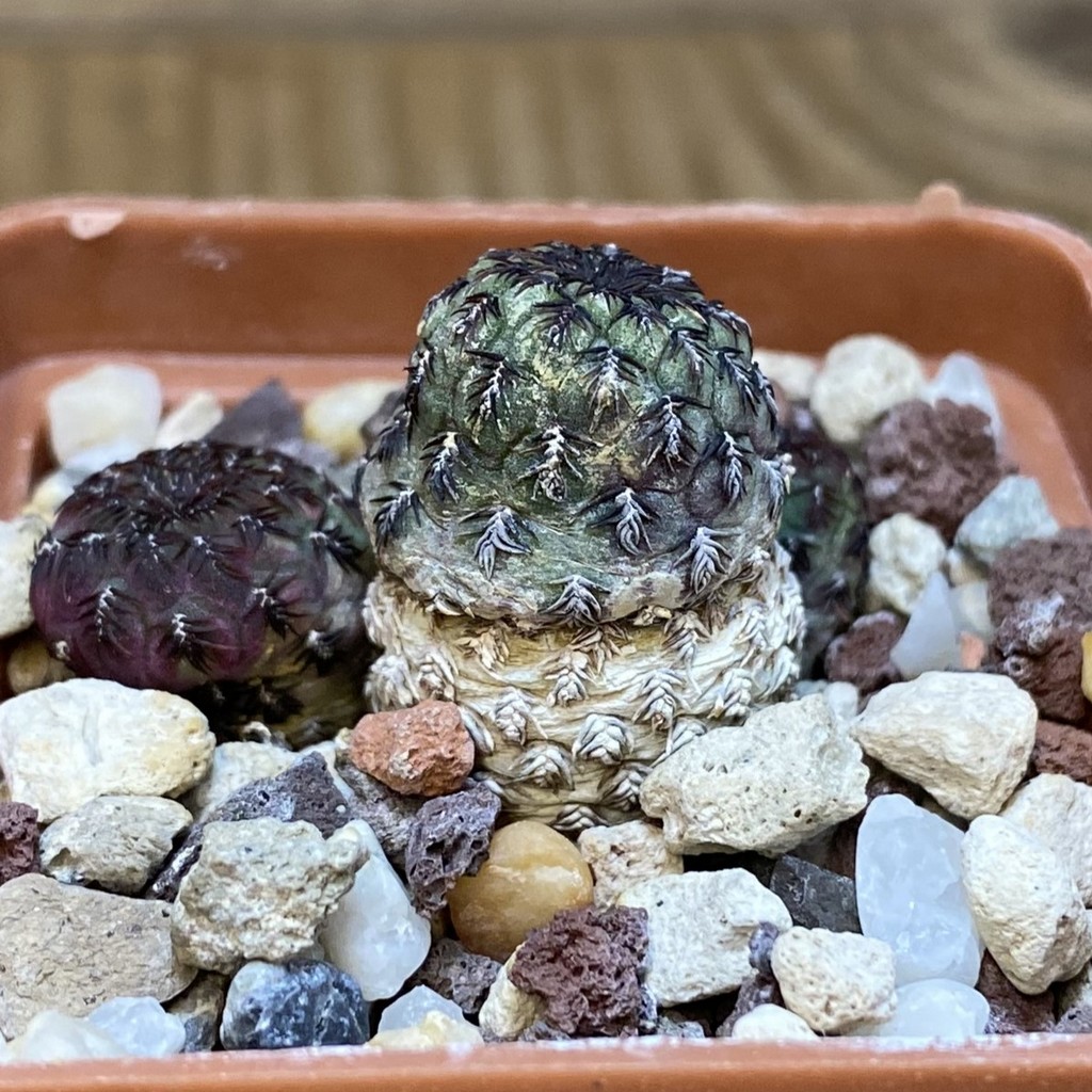 DP28319 Sulcorebutia rauschii WR289 - Image 2