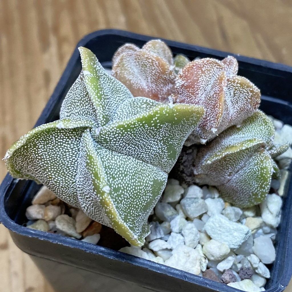 DP28304 Astrophytum myriostigma v. quadricostatum